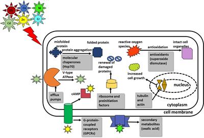 Insight Into the Molecular Mechanisms Underpinning the Mycoremediation of Multiple Metals by Proteomic Technique